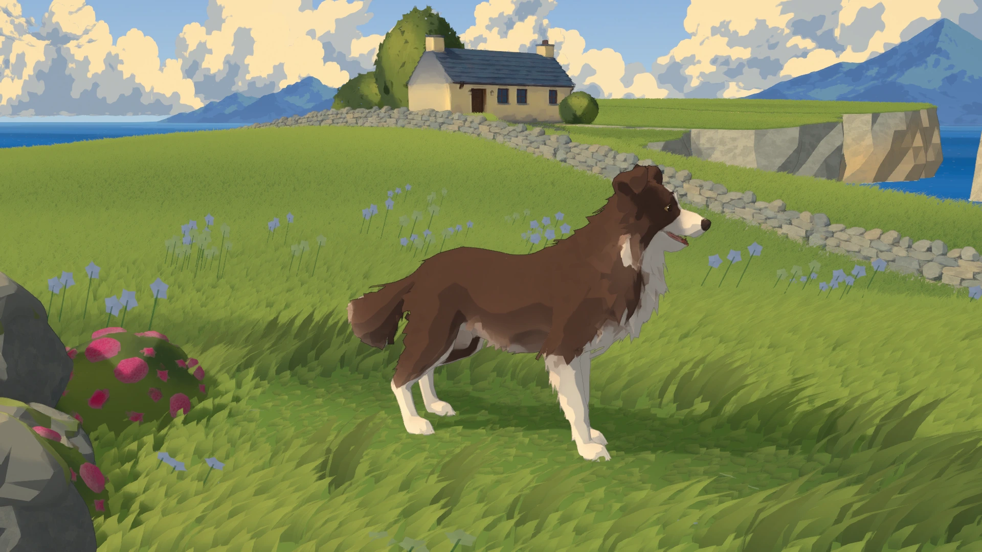 A whole brown-and-white collie standing on grass, with a cottage and stone walls beyond.