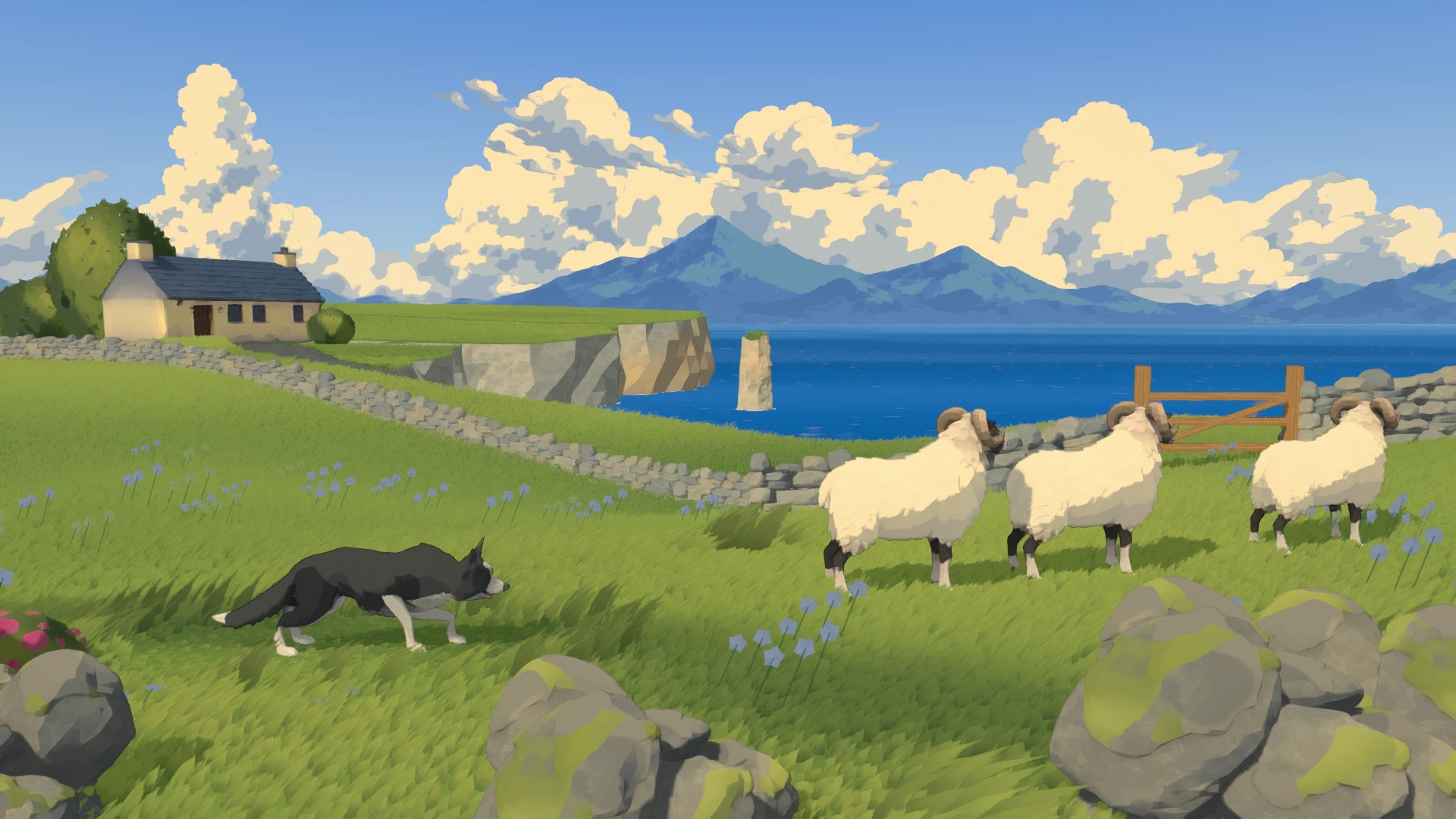 A whole black-and-white collie approaching three sheep in the grass, with a gate, cottage and blue sea beyond.